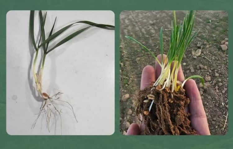 ارزیابی علمی بذرمال اکتور در مزرعه زیما فارم؛ گامی مؤثر در بهبود عملکرد گیاه و بهره‌وری زراعی